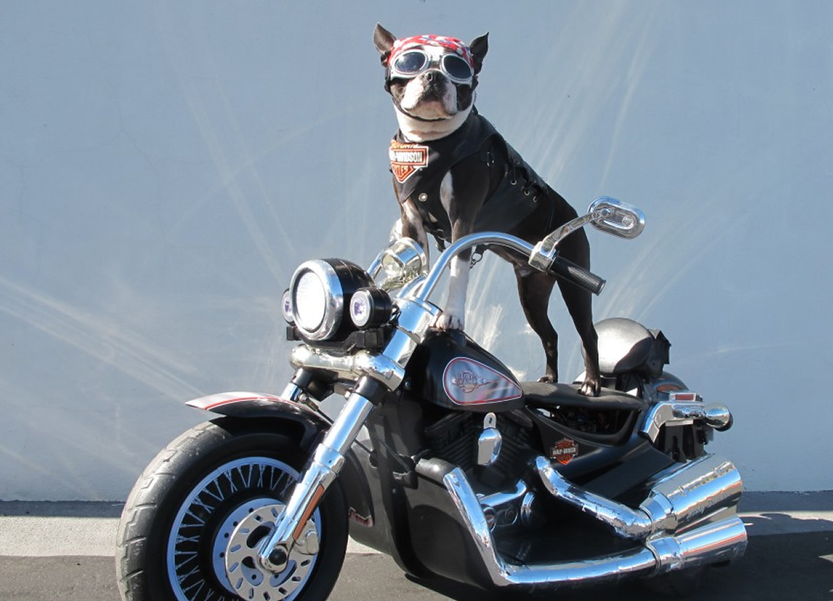 Chopper The Bike Dog